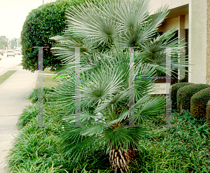 Picture of Chamaerops humilis 