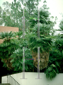 Picture of Chamaerops humilis 