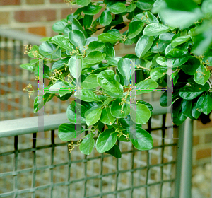 Picture of Chionanthus retusus 