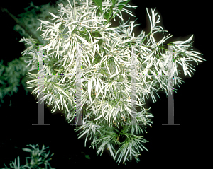 Picture of Chionanthus virginicus 