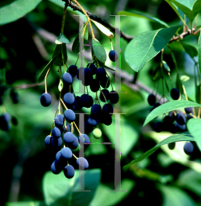 Picture of Chionanthus virginicus 