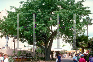 Picture of Ceiba speciosa 