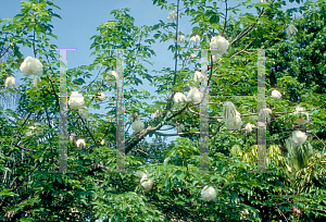 Picture of Ceiba speciosa 