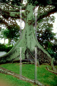 Picture of Ceiba pentandra 