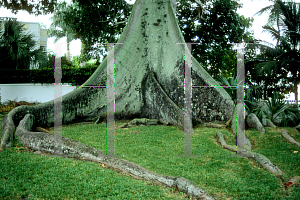 Picture of Ceiba pentandra 