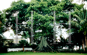 Picture of Ceiba pentandra 