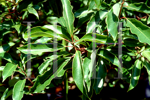 Picture of Cinnamomum camphora 