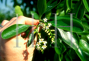 Picture of Citharexylum fruticosum 