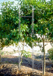 Picture of Citharexylum fruticosum 