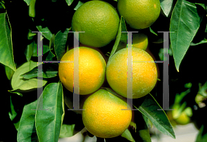 Picture of Citrus sinensis 