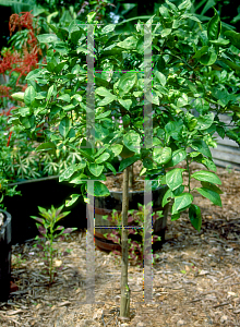 Picture of Citrus sinensis 