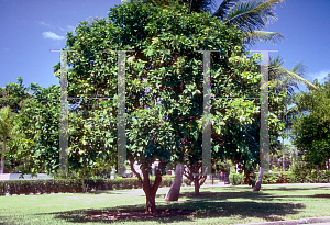 Picture of Citrus sinensis 