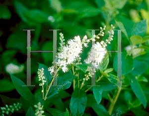 Picture of Clethra alnifolia 