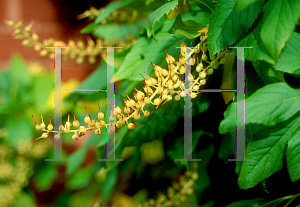 Picture of Clethra alnifolia 