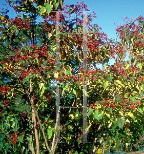 Picture of Clerodendrum trichotomum 