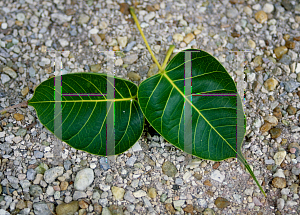 Picture of Ficus religiosa 