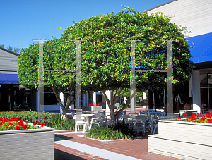 Picture of Ficus microcarpa 