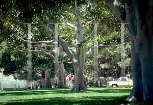 Picture of Ficus rubiginosa 