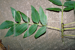 Picture of Fraxinus americana 