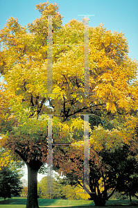 Picture of Fraxinus americana 