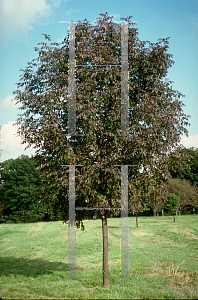 Picture of Fraxinus americana 'Autumn Applause'