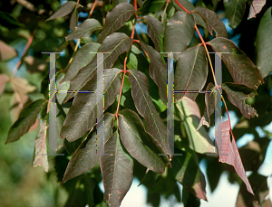 Picture of Fraxinus americana 'Autumn Applause'