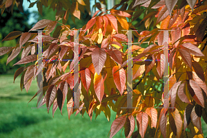 Picture of Fraxinus americana 'Junginger (Autumn Purple)'