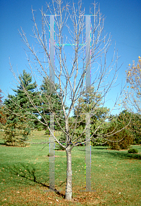 Picture of Fraxinus excelsior 