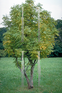 Picture of Fraxinus excelsior 