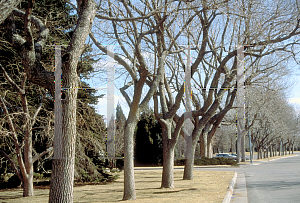 Picture of Fraxinus pennsylvanica 