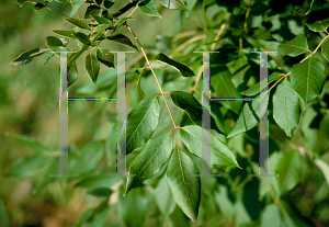 Picture of Fraxinus texensis 