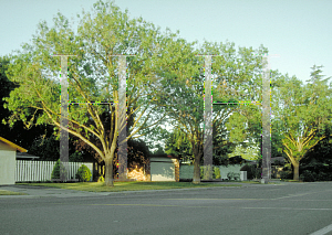 Picture of Fraxinus velutina 