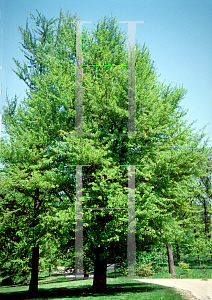 Picture of Ginkgo biloba 