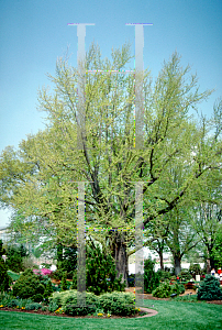 Picture of Ginkgo biloba 