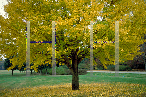 Picture of Ginkgo biloba 