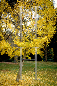 Picture of Ginkgo biloba 'Autumn Gold'