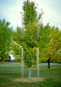 Picture of Ginkgo biloba 'Princeton Sentry'