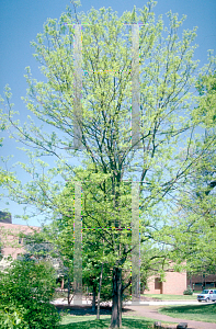 Picture of Gleditsia triacanthos 