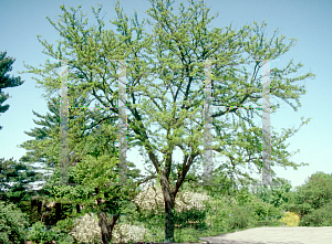 Picture of Gleditsia triacanthos 