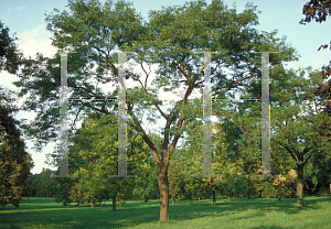 Picture of Gleditsia triacanthos f. inermis 'Imperial'