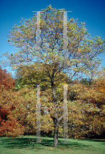 Picture of Gleditsia triacanthos f. inermis 'Imperial'