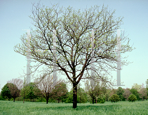 Picture of Gleditsia triacanthos f. inermis 'Shademaster'