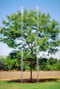 Picture of Gleditsia triacanthos f. inermis 'Skyline'