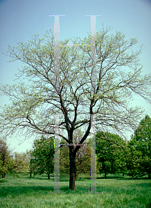 Picture of Gleditsia triacanthos f. inermis 'Skyline'