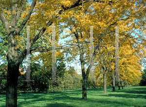 Picture of Gleditsia triacanthos f. inermis 'Skyline'