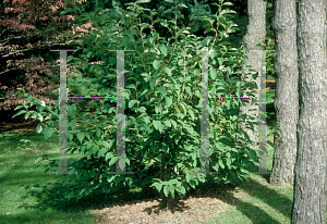 Picture of Halesia tetraptera 