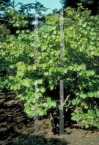 Picture of Hamamelis virginiana 