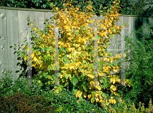 Picture of Hamamelis virginiana 