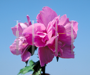 Picture of Hibiscus syriacus 