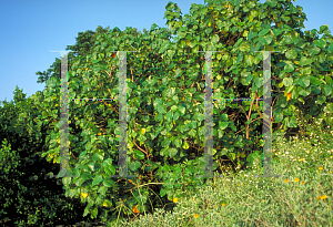 Picture of Hibiscus tiliaceus 